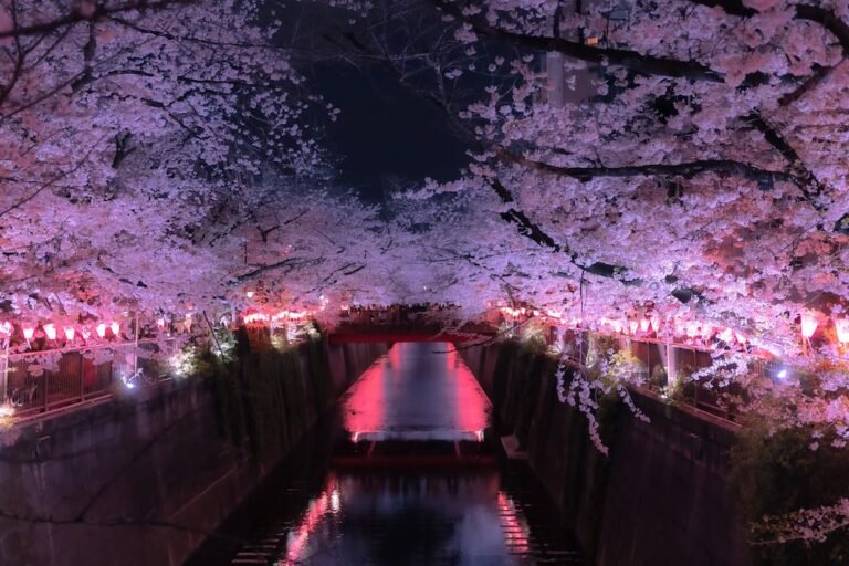 The Cherry Blossom Festival!!