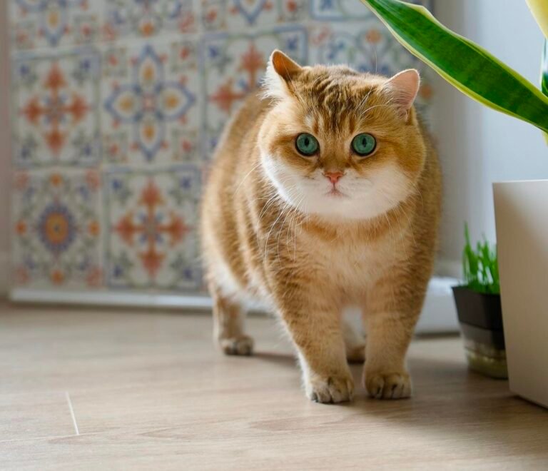 Meet Hosico: The Internet’s Most Adorable Cat Sensation.