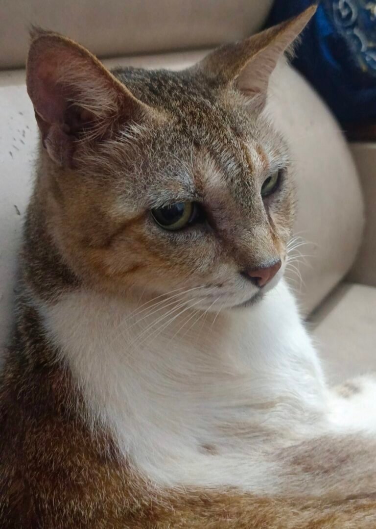 The Profound Benefits of Welcoming Pets into Your Life.