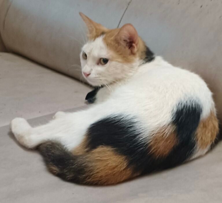 The Calico Cat: A Colorful Companion