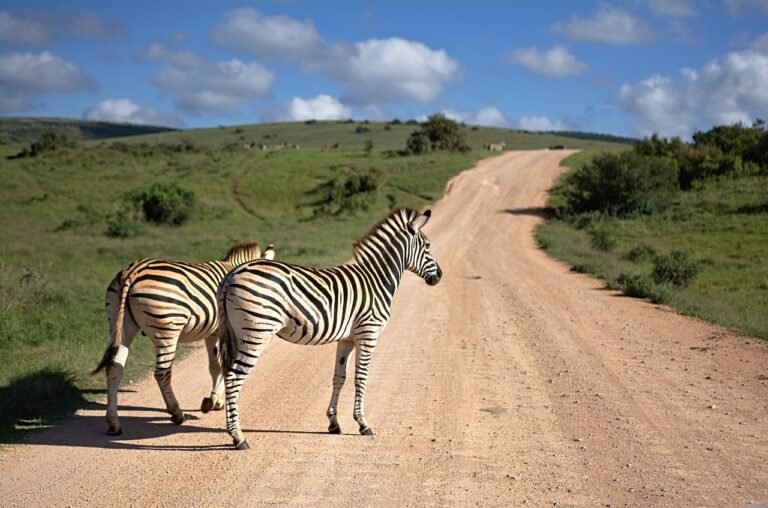 Discovering South Africa: A Land of Diversity and Beauty. Discovering South Africa: A Land of Diversity and Beauty.