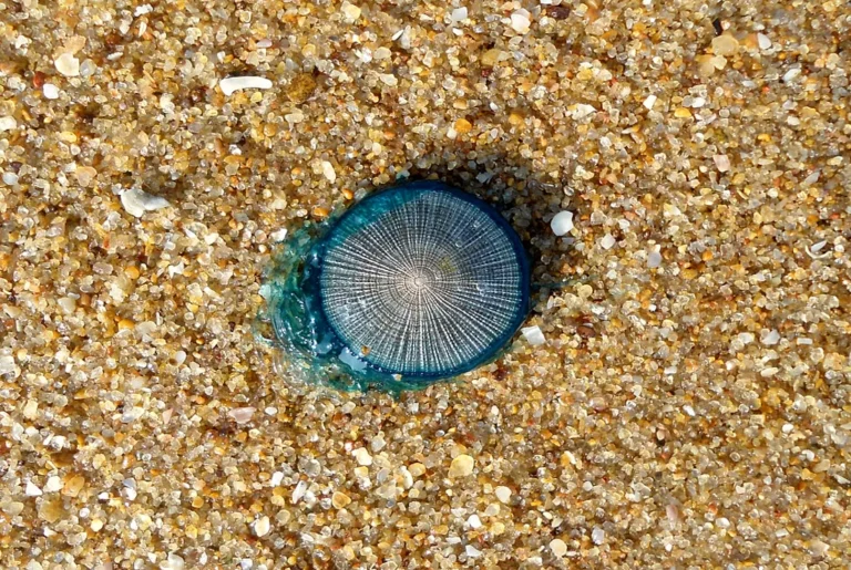 Blue Buttons Wash Ashore at Juhu Beach, Heralding the Arrival of Monsoon