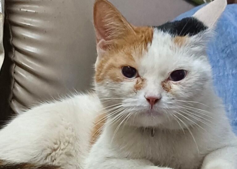 How to Take Care of Persian Cats: A Complete Guide
